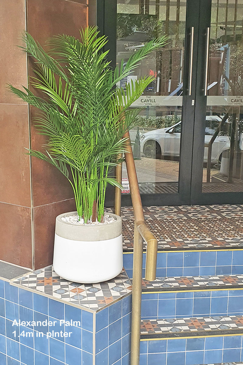 Alexander Palm 1.2m UV-treated