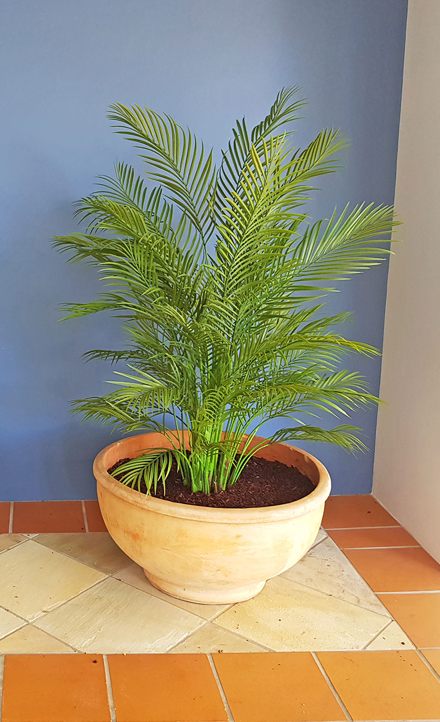Alexander Palm 1.6m UV-treated