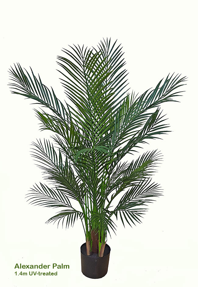 Alexander Palm 1.2m UV-treated