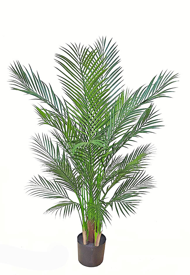 Alexander Palm 1.4m UV-treated