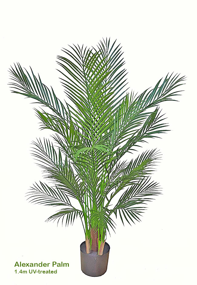 Alexander Palm 1.4m UV-treated