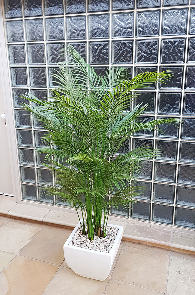 Alexander Palm 1.6m UV-treated