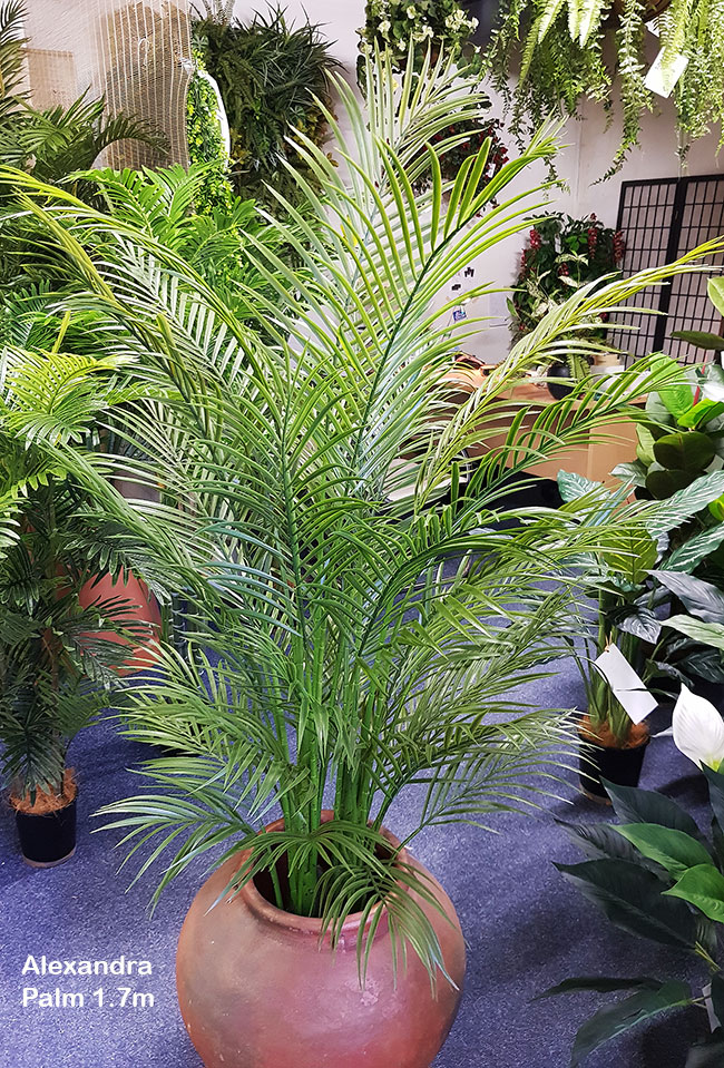 Alexander Palm 2.4m UV-treated