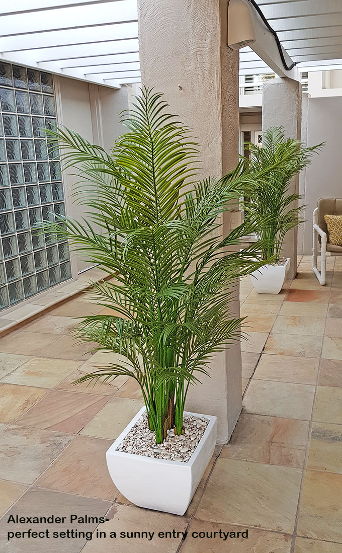 Alexander Palm 1.6m UV-treated