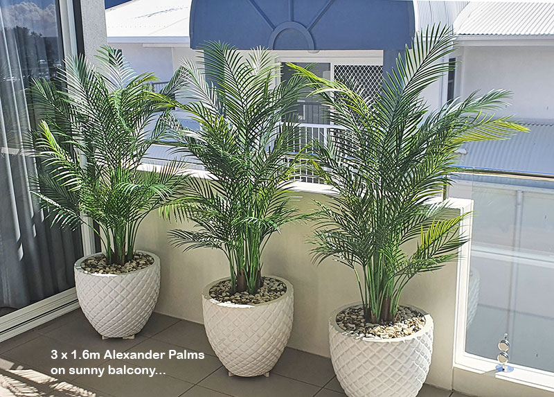 Alexander Palm 1.6m UV-treated