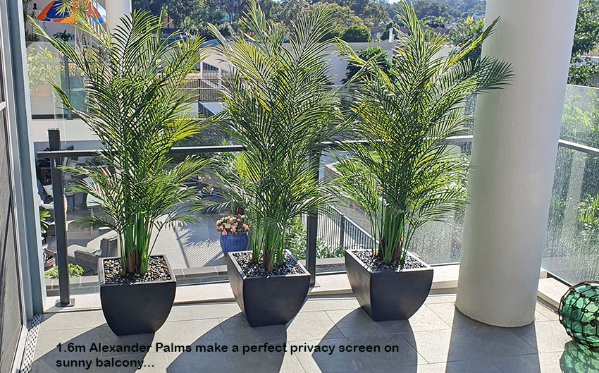 Alexander Palm 1.6m UV-treated