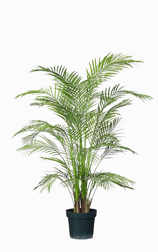 Alexander Palm 1.2m UV-treated