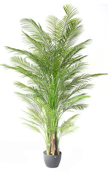 Alexander Palm 2.4m UV-treated