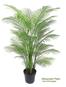 Alexander Palm 1.6m UV-treated