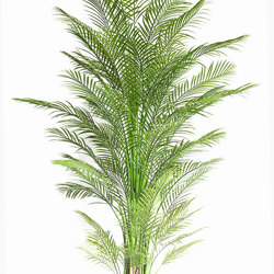 Alexander Palm 2.1m UV-treated   - artificial plants, flowers & trees - image 10