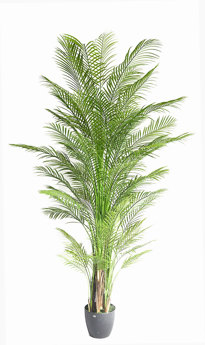 Alexander Palm 2.1m UV-treated  