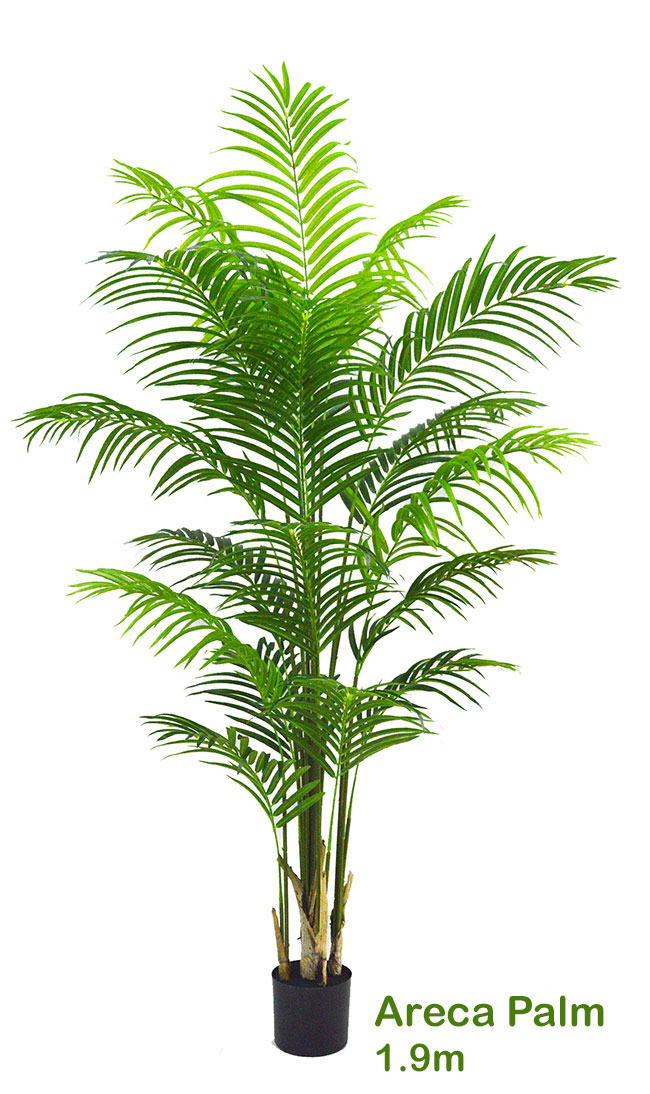 Areca Palm 1.5m