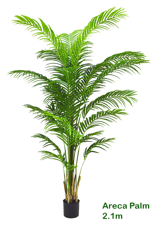 Areca Palm 2.1m