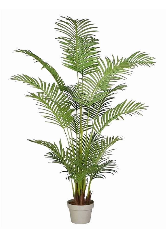 Areca Palm 1.5m