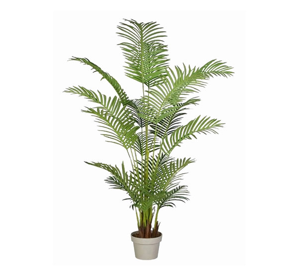 Areca Palm 1.5m