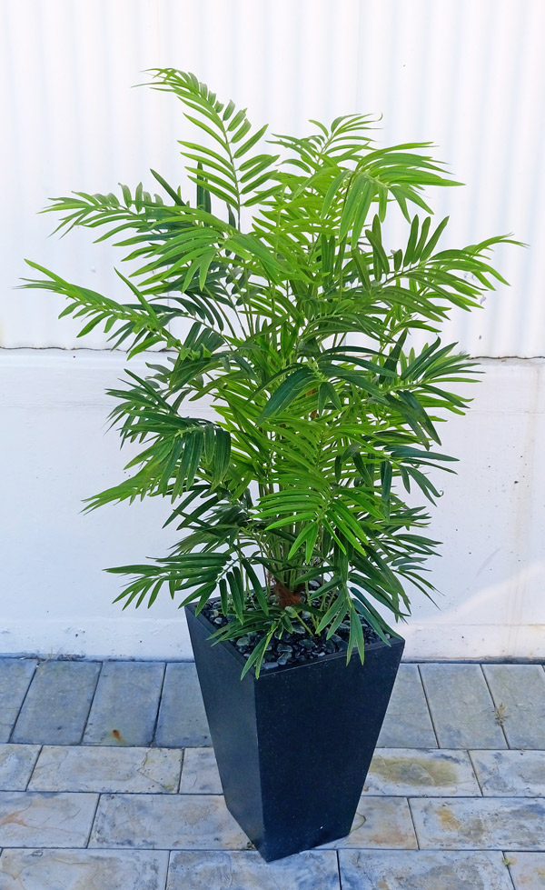 Bamboo Palm 1.2m