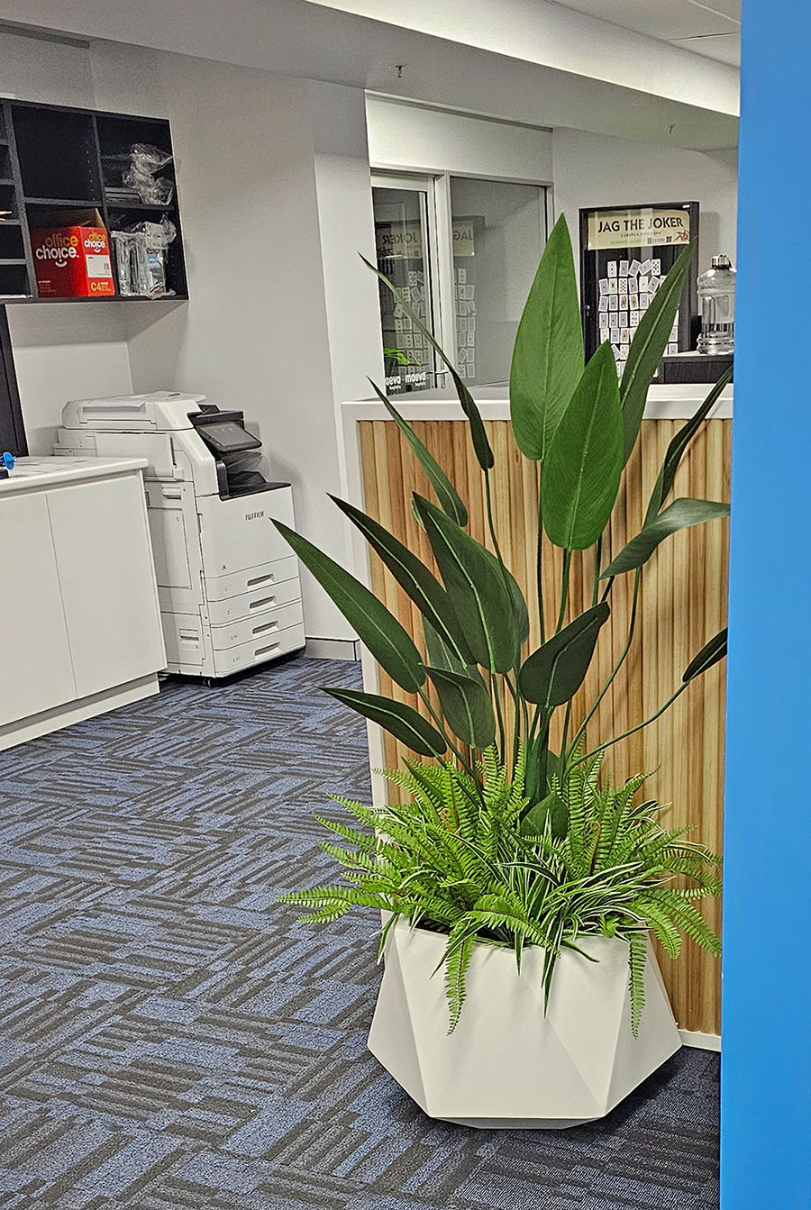 Bird of Paradise Plant 1.4m
