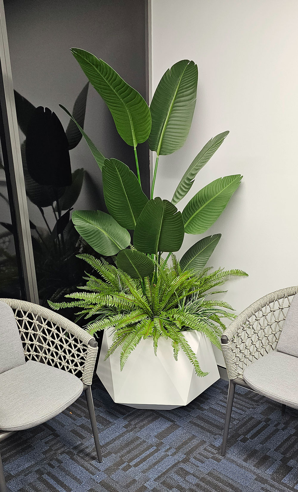 Heliconia Palms- 1.5m