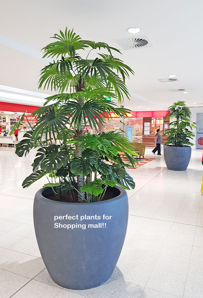 Fan Palm 2.4m [lge foliage]