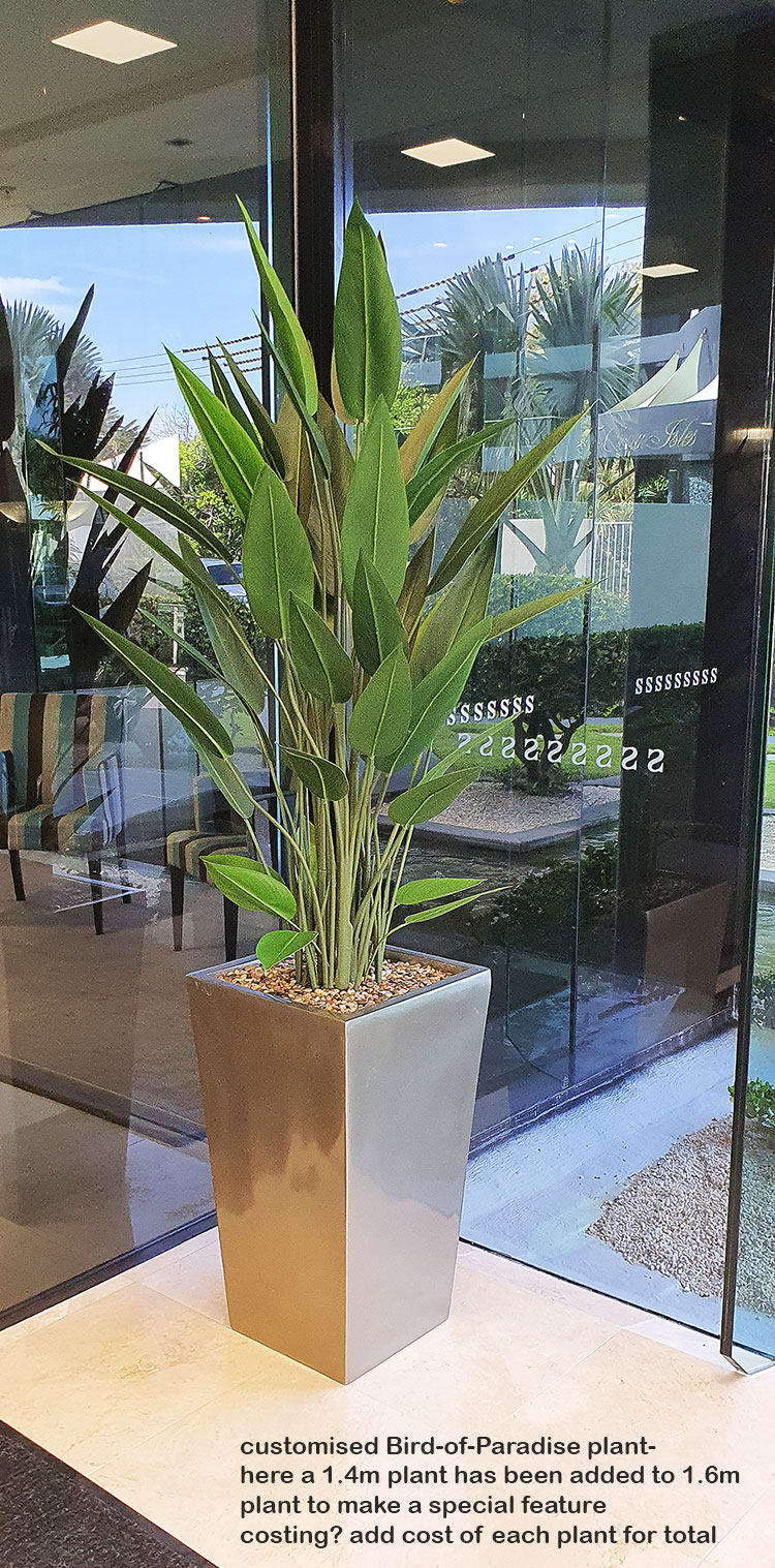 Bird of Paradise Plant 1.4m