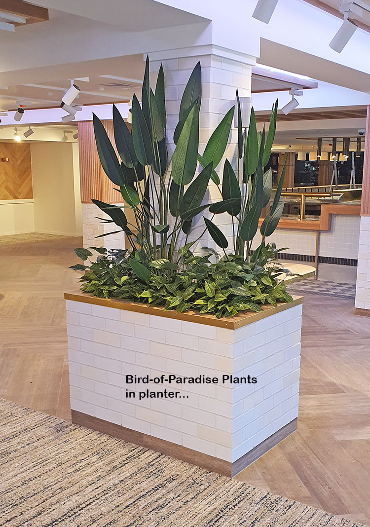Bird of Paradise Plant 1.4m