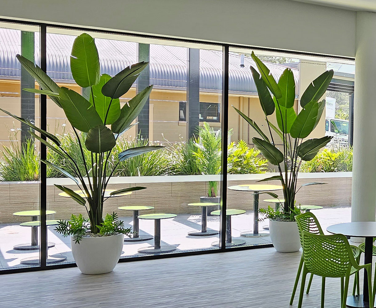 Heliconia Palms- 1.5m