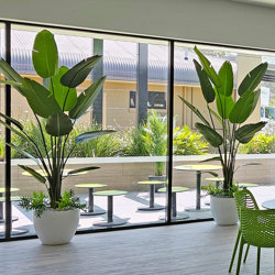 Heliconia Palms- 1.5m - artificial plants, flowers & trees - image 8