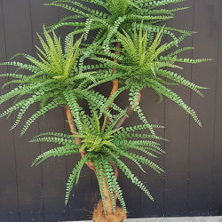 Button Palm 1.5m x 4 heads - artificial plants, flowers & trees - image 4