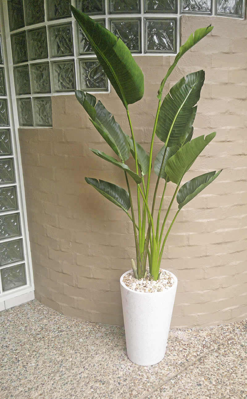 Heliconia Palms- 1.5m