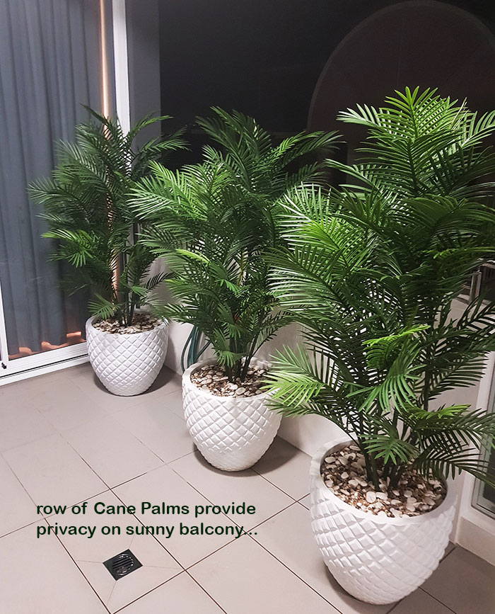 Cane Palm 1.75m-UV stable