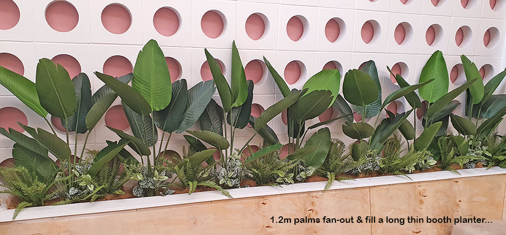Heliconia Palms- 1.5m