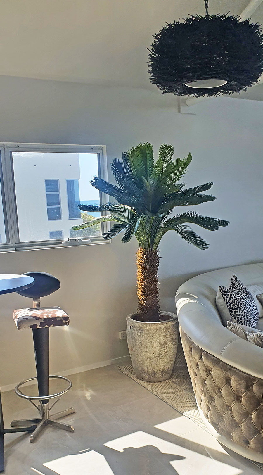 Cycad Palm 2m