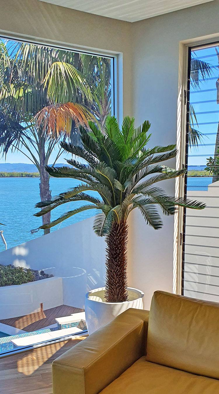 Cycad Palm 2m