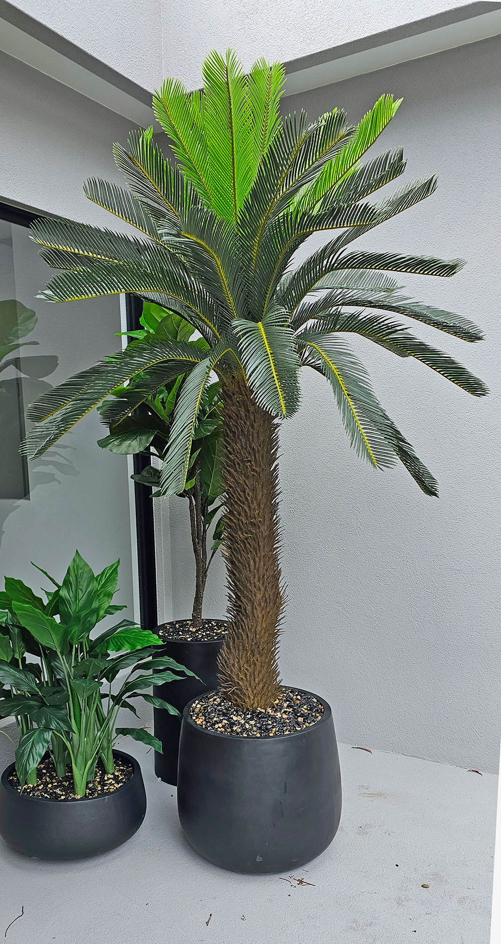 Cycad Palm 2m