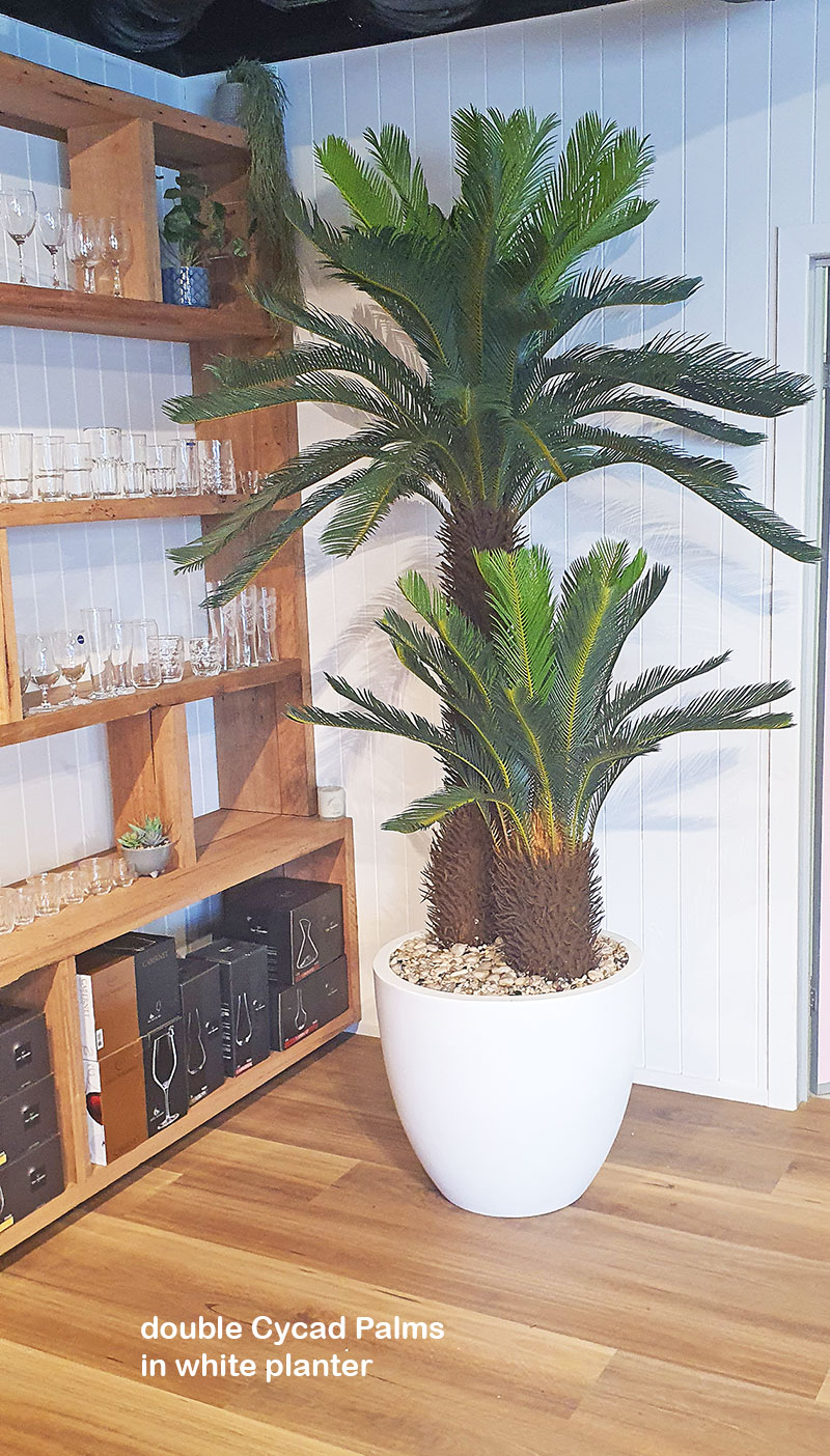 Cycad Palm 2m