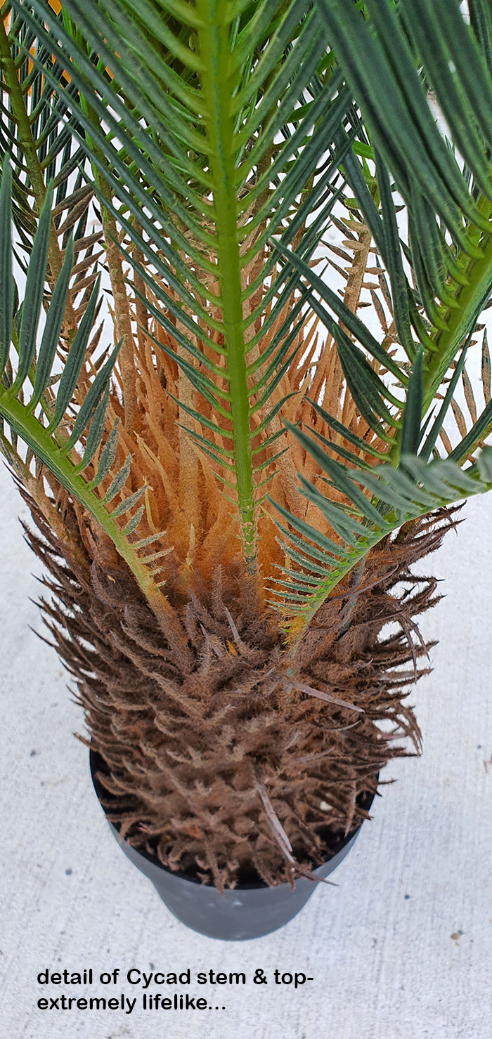 Cycas Palm 1.2m
