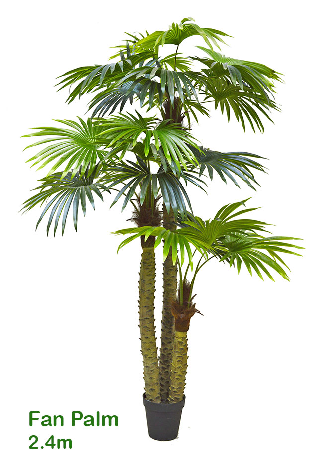 Fan Palm 2.4m [lge foliage]