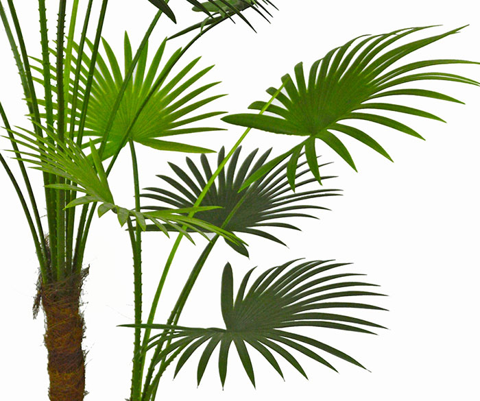 Fountain Palm 1.1m