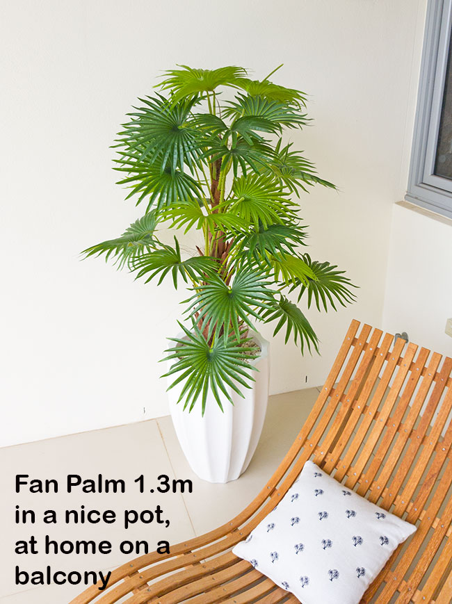 Fan Palm 1.3m