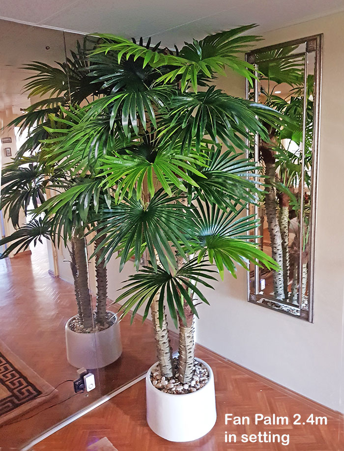 Fan Palm 2.4m [lge foliage]