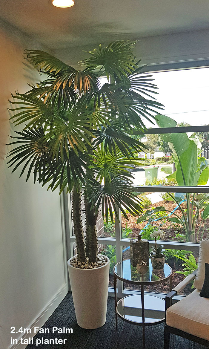 Fan Palm 2.4m [lge foliage]