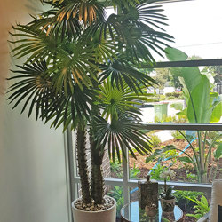 Fan Palm 2.4m [lge foliage] - artificial plants, flowers & trees - image 4