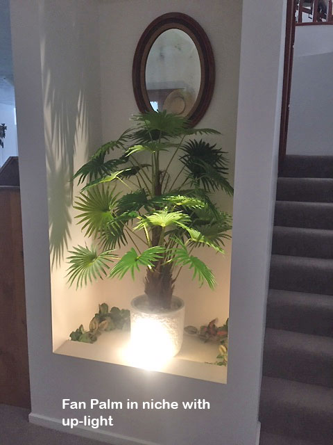 Fan Palm 1.3m
