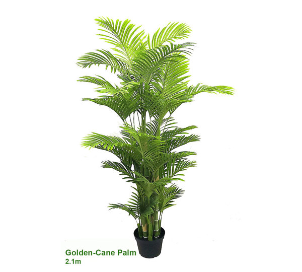 Golden Cane Palm 2.1m