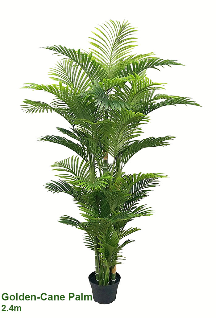 Golden Cane Palm 2.1m