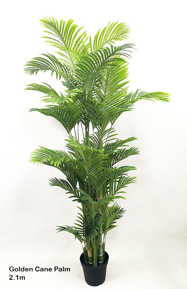 Golden Cane Palm 1.8m