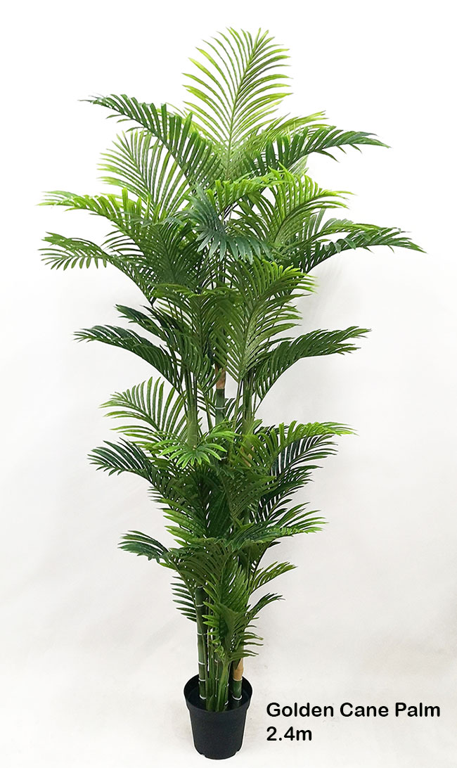 Golden Cane Palm 1.8m