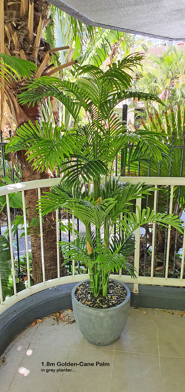 Golden Cane Palm 1.8m