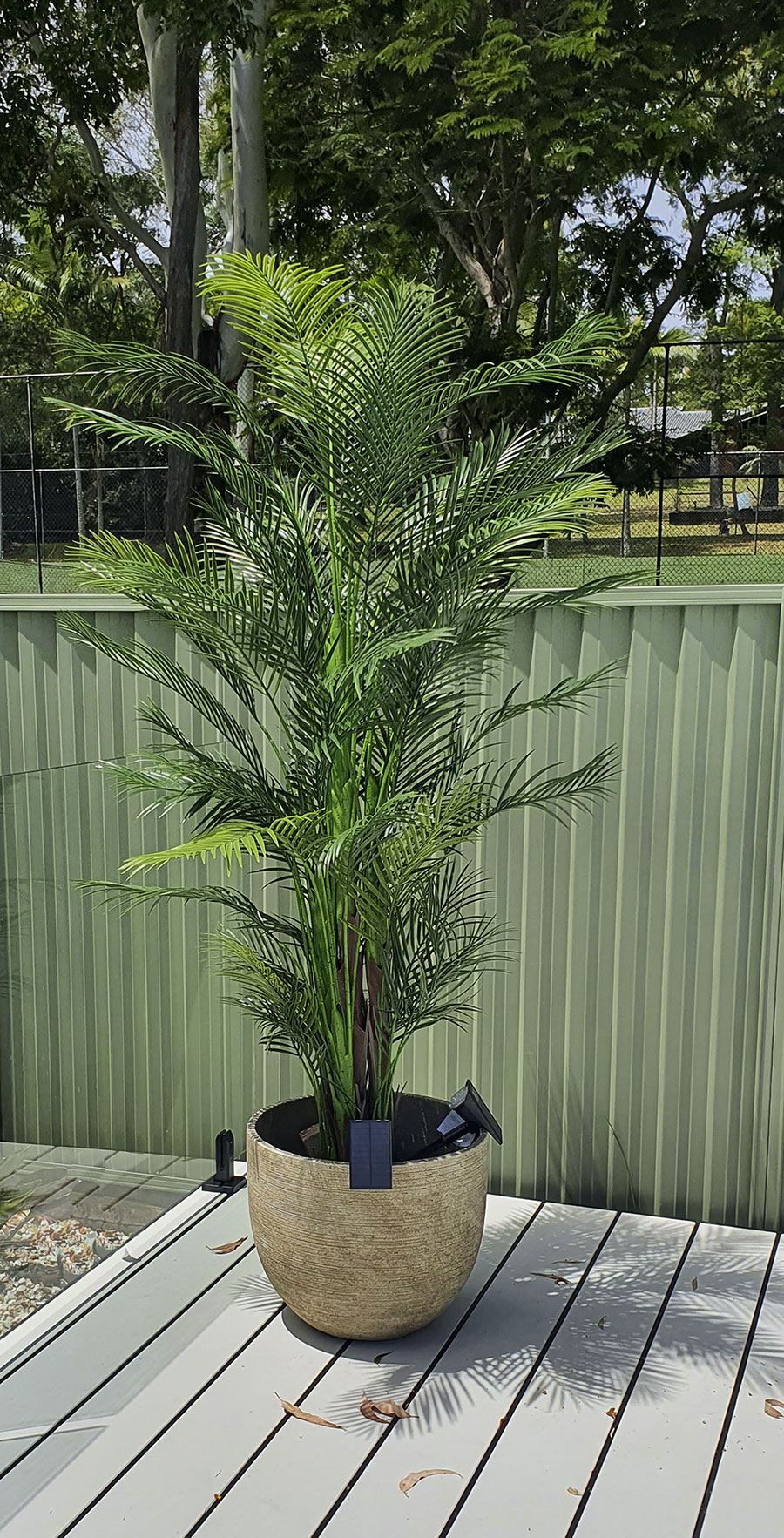 Alexander Palm 2.1m UV-treated  