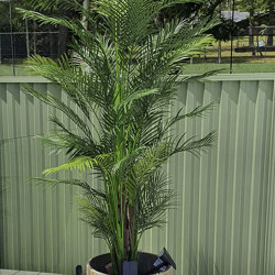 Alexander Palm 2.1m UV-treated   - artificial plants, flowers & trees - image 2